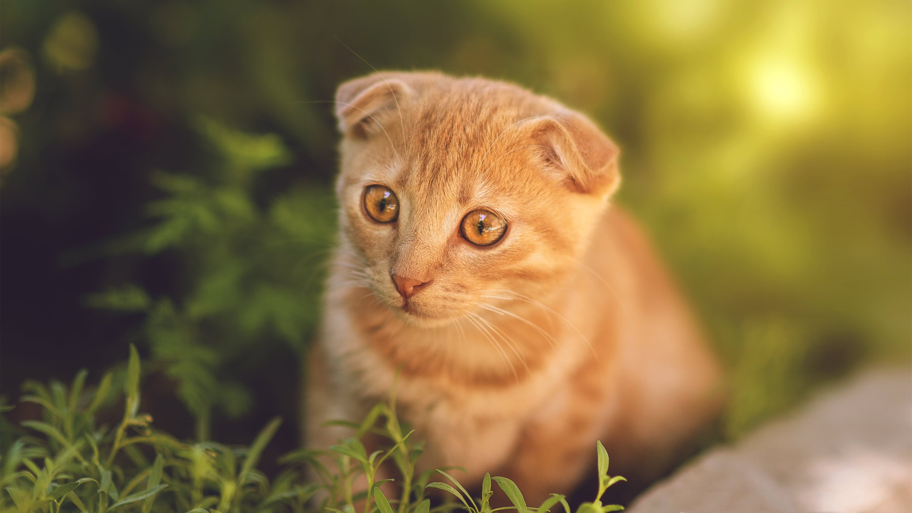 kaiyun体育综合-主教练临场调度能力综合评分，教练员临场可调整机会等级最弱的项目