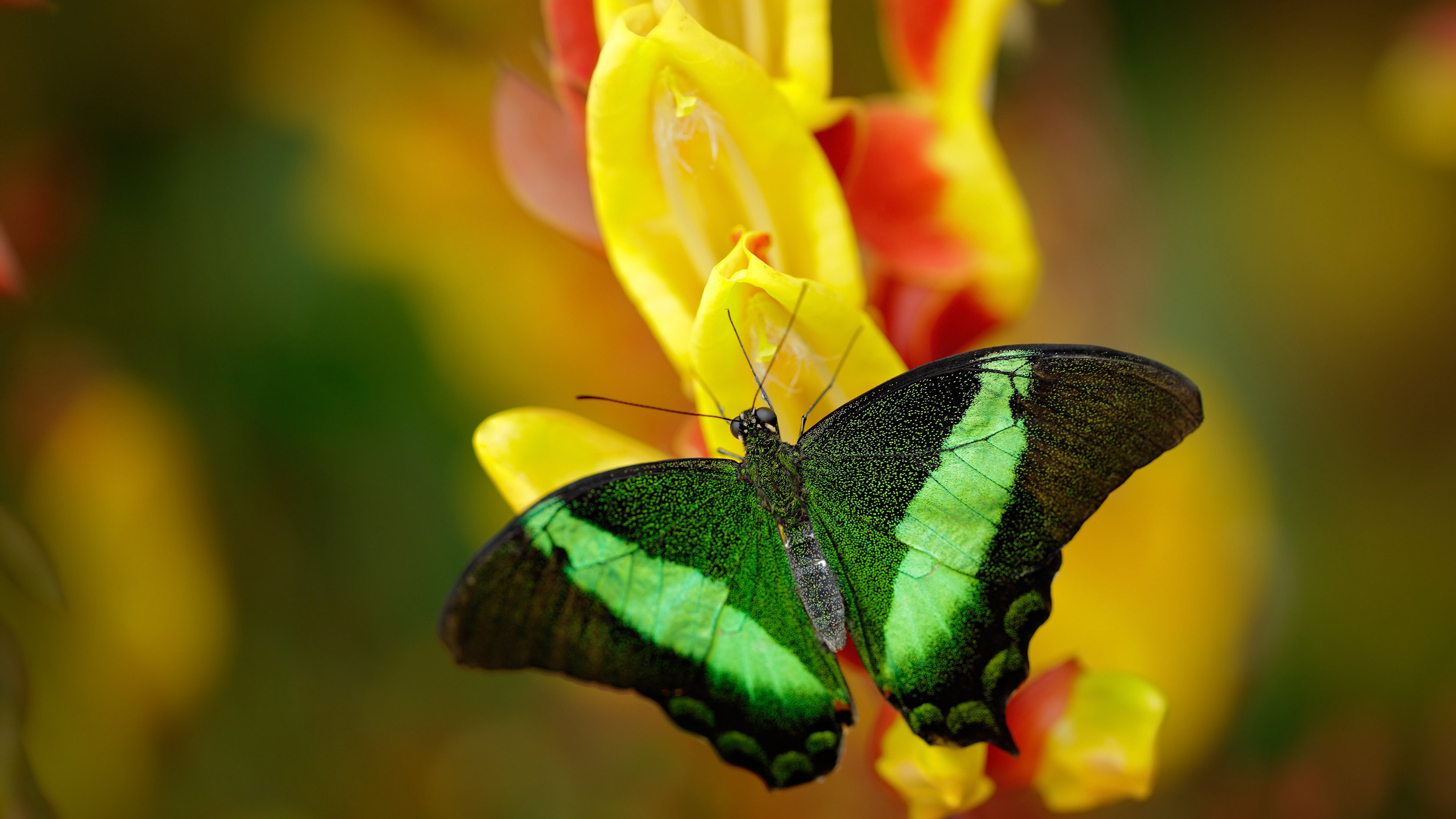 马赛双中场组合稳固中路屏障,马赛联赛