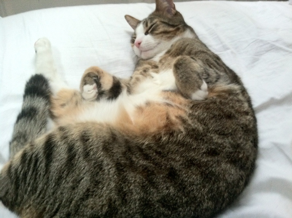 CBA球队加强康复管理引进理疗师团队保障健康恢复,cba康复师招聘