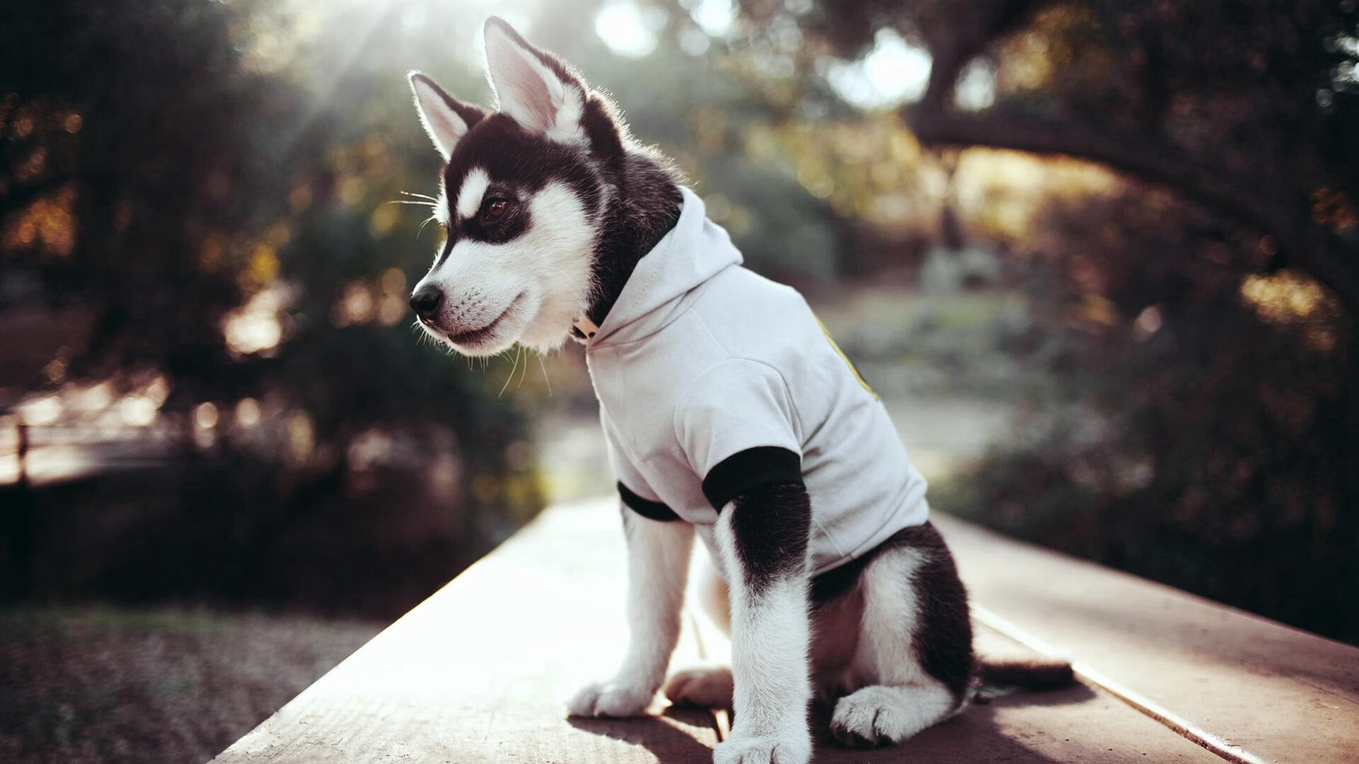 特色足球文化演出在全国巡展,弘扬体育精神和地方文化,足球特色学校文化