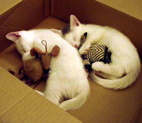 黎巴嫩男篮在西亚锦标赛中奋勇争夺,冲击奥运入场券,黎巴嫩篮球水平